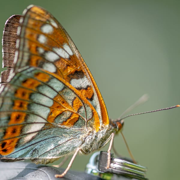 Limenitis populi