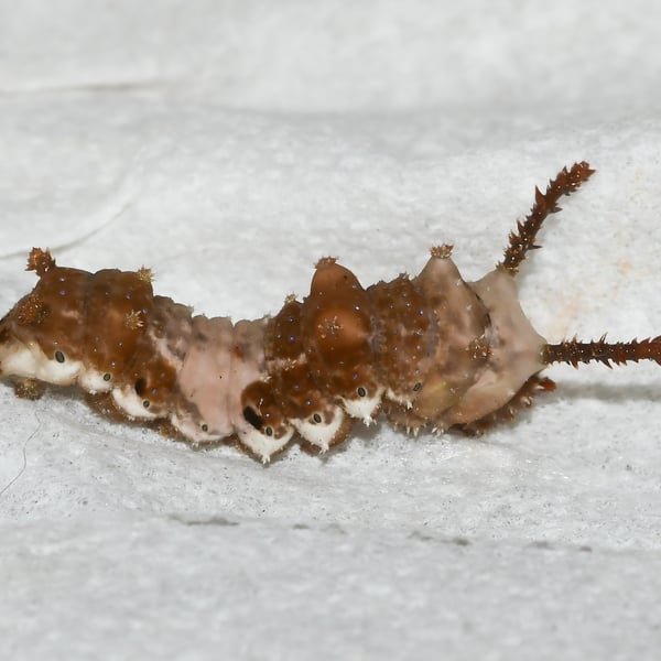 Limenitis archippus