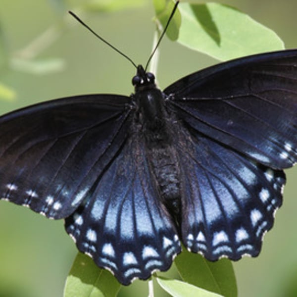 Limenitis arthemis