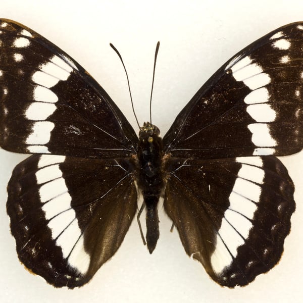 Limenitis weidemeyerii
