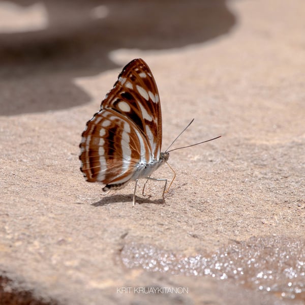 Athyma nefte