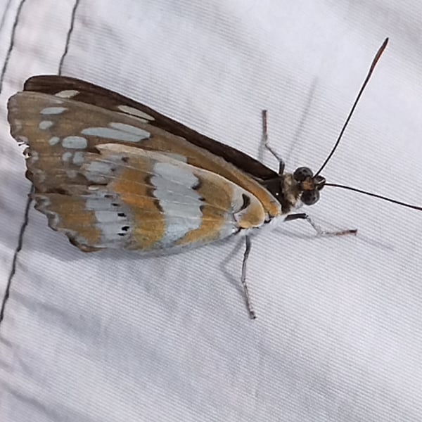 Athyma perius