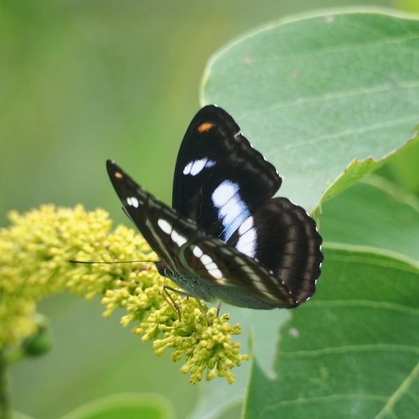 Athyma cama