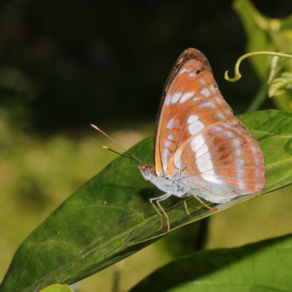 Athyma selenophora
