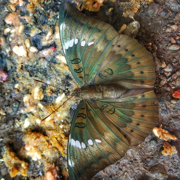 Euthalia aconthea