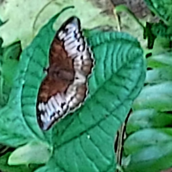 Euthalia monina