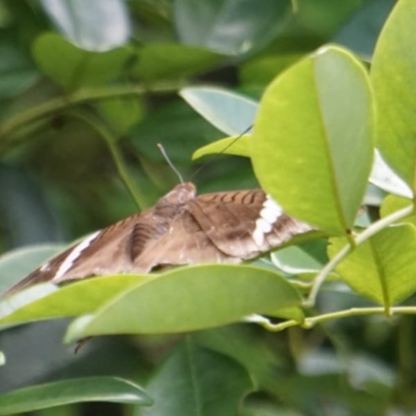 Euthalia phemius