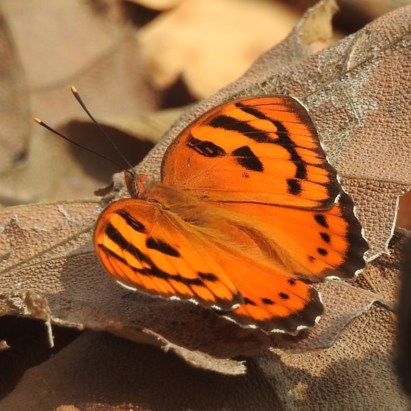 Euthalia nais