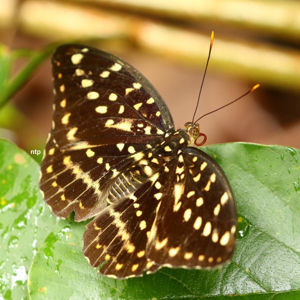 Lexias pardalis