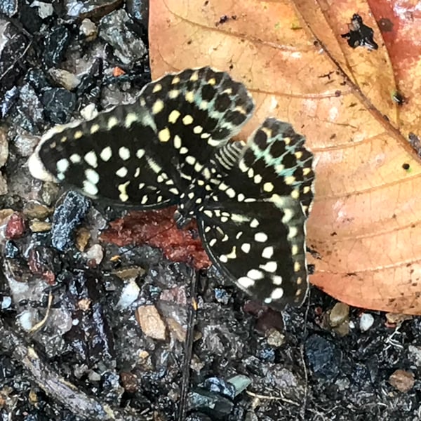 Lexias dirtea