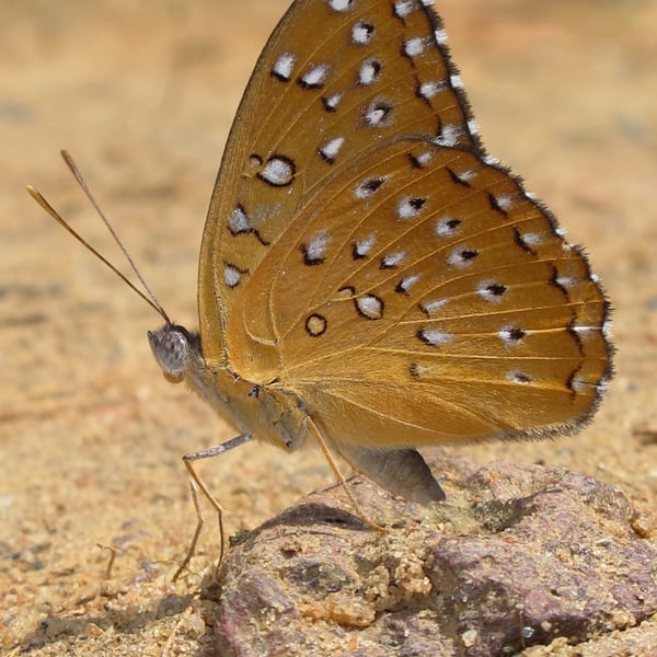 Hamanumida daedalus