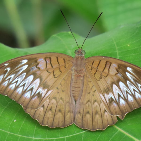 Tanaecia pelea