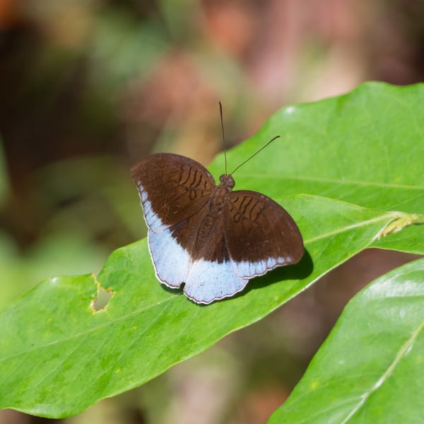 Tanaecia iapis