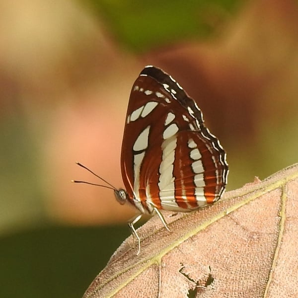 Neptis