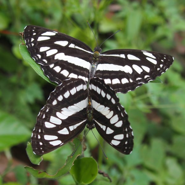 Neptis hylas