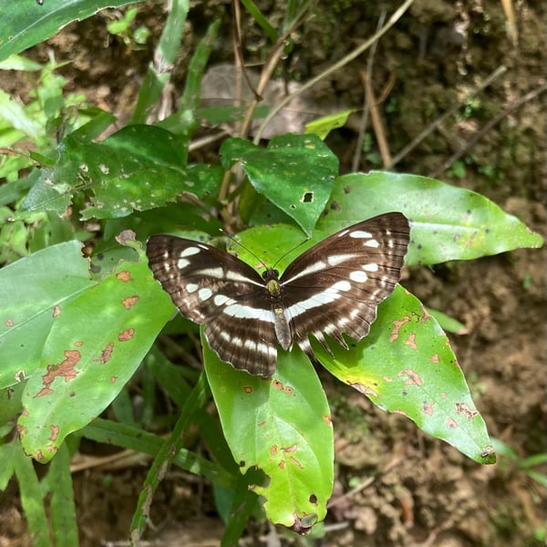 Neptis clinia