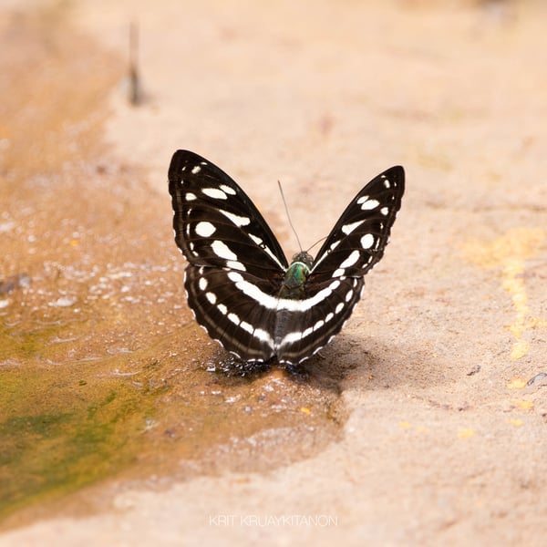 Neptis nata