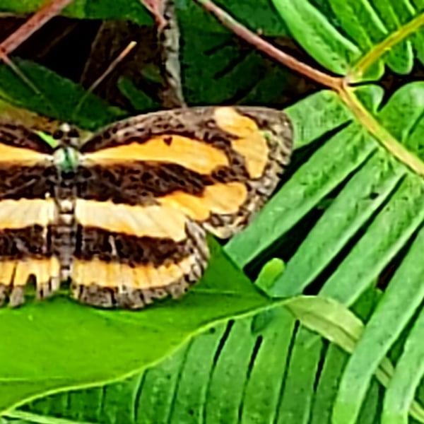 Pantoporia