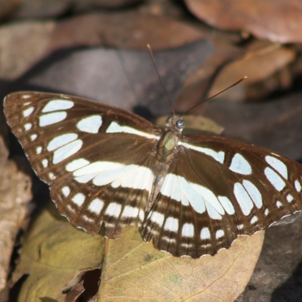 Phaedyma columella