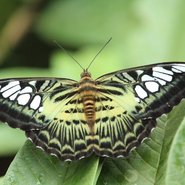 Parthenos sylvia