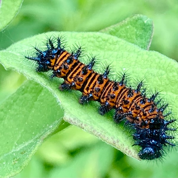 Euphydryas