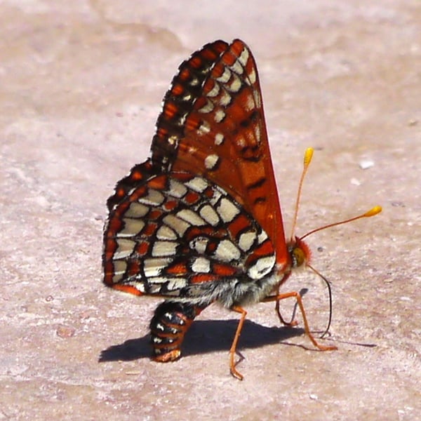 Euphydryas chalcedona