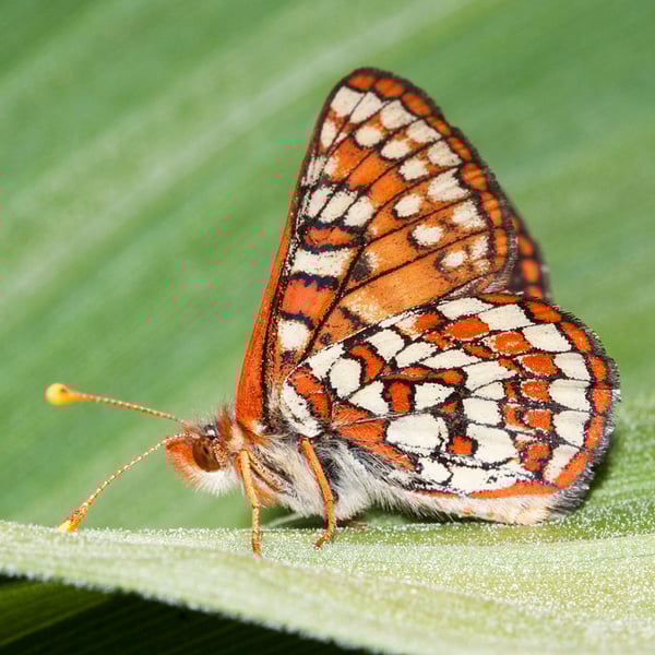 Euphydryas editha