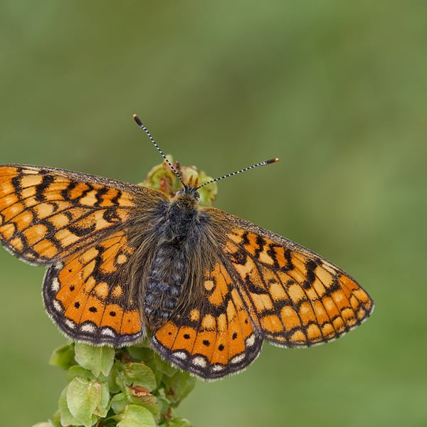 Euphydryas aurinia