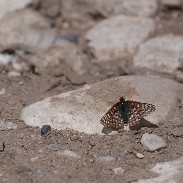 Euphydryas anicia