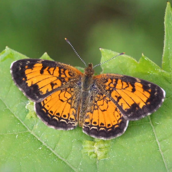 Phyciodes