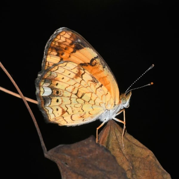 Phyciodes tharos