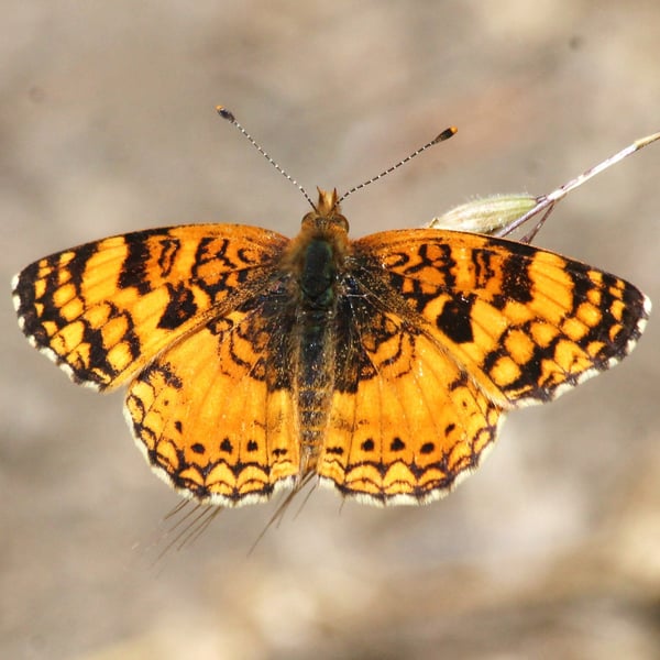 Phyciodes mylitta