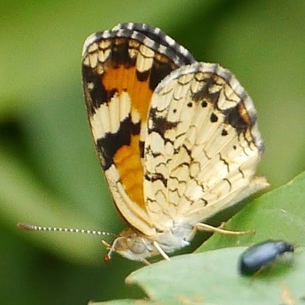 Phyciodes phaon