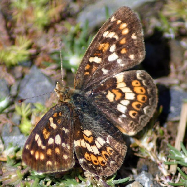 Phyciodes pulchella