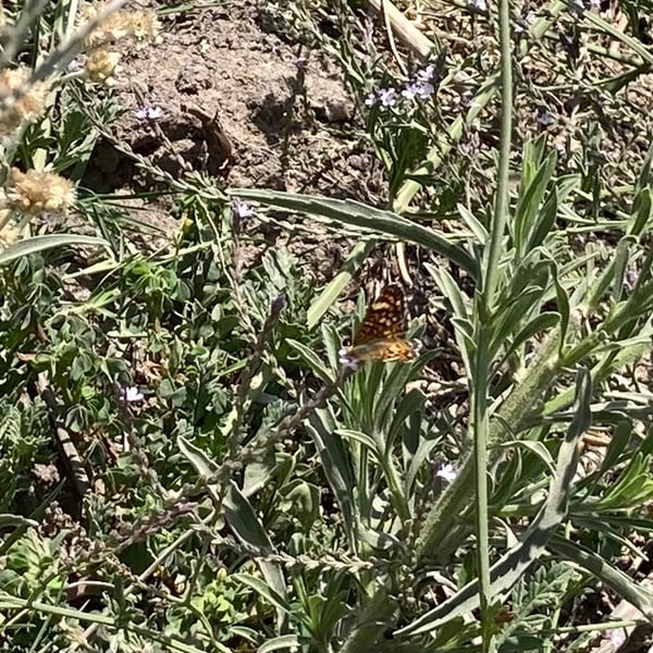 Phyciodes pallescens