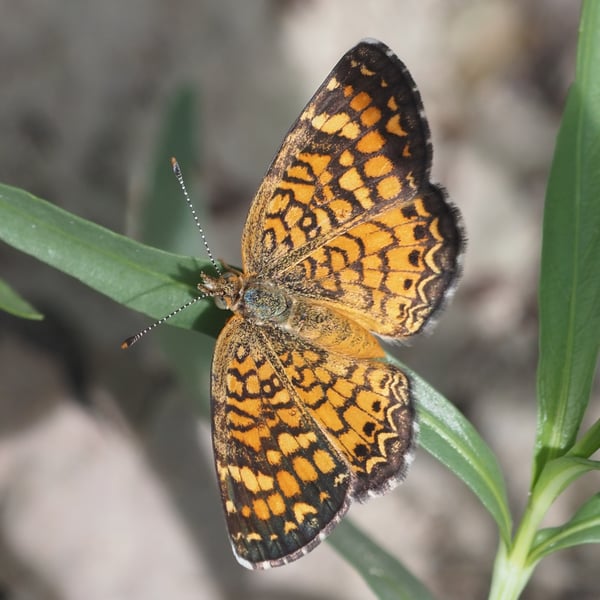 Phyciodes graphica