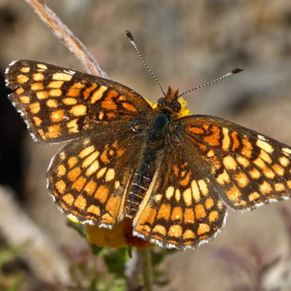 Chlosyne gabbii