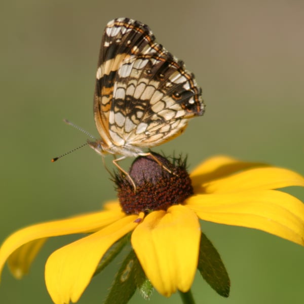 Chlosyne nycteis