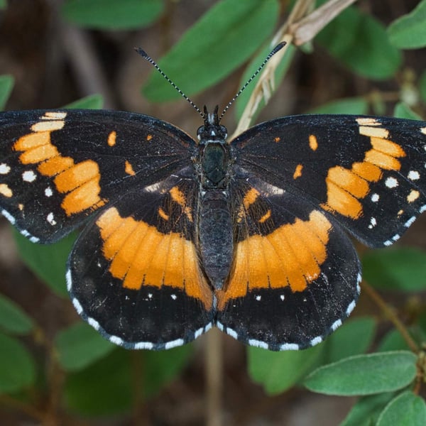 Chlosyne lacinia