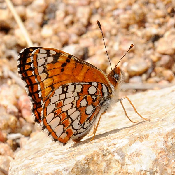 Chlosyne acastus