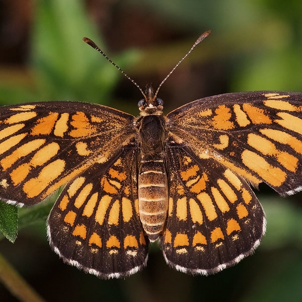 Chlosyne theona