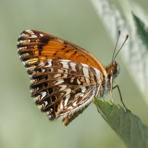 Chlosyne gorgone