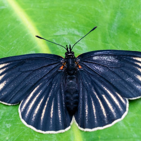 Chlosyne ehrenbergii