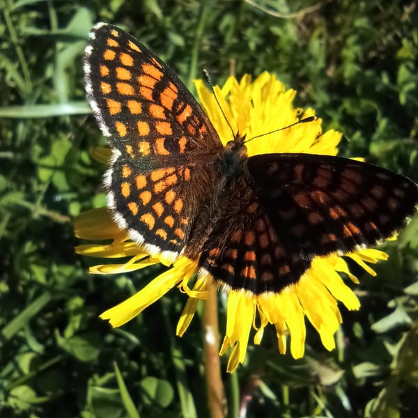 Melitaea