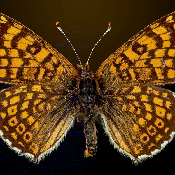 Melitaea cinxia