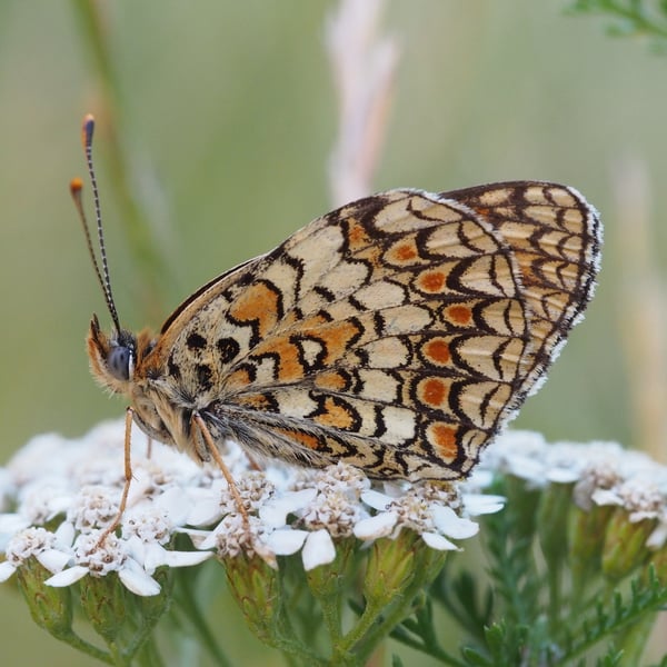 Melitaea phoebe