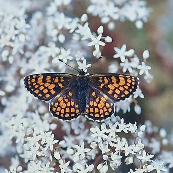 Melitaea athalia