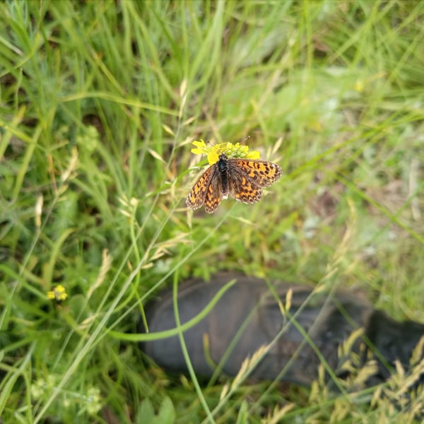 Melitaea trivia