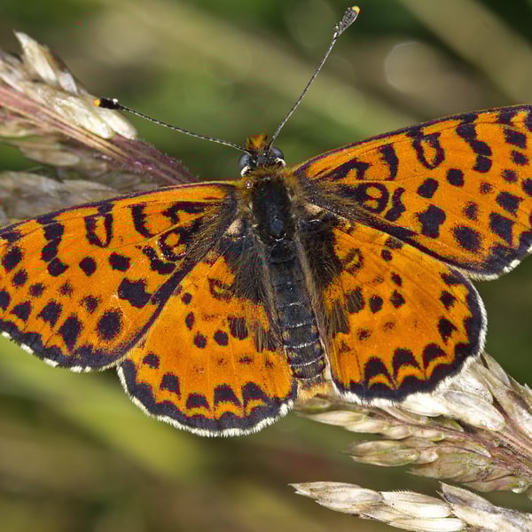 Melitaea didyma