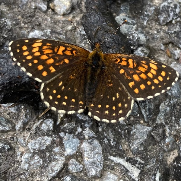 Melitaea diamina
